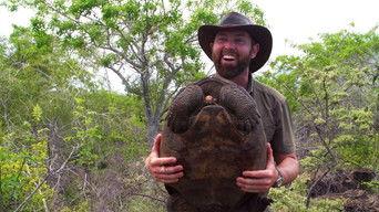 The Galapagos Giant