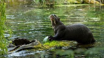 Baboon and Giant Otter