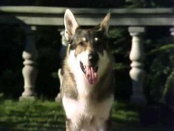 The Imaginative Invalid