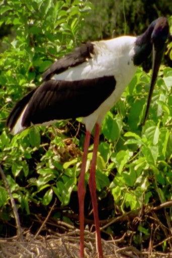 Wild Kakadu film afişi