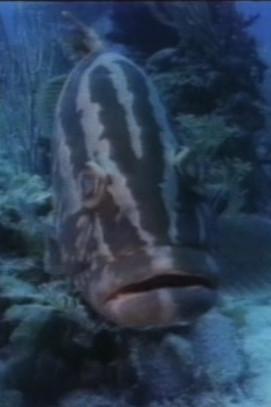 The Living Sea dizi afişi