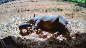 Black Rhino Birth
