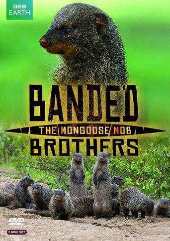 Banded Brothers: The Mongoose Mob dizi afişi