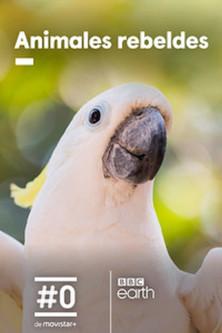Animales rebeldes dizi afişi