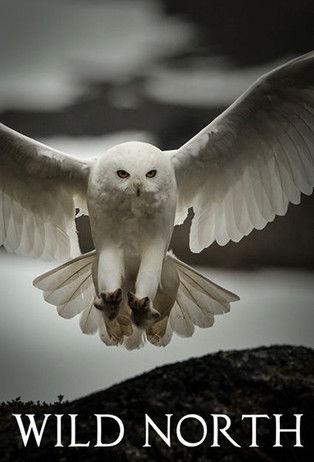Wild North dizi afişi