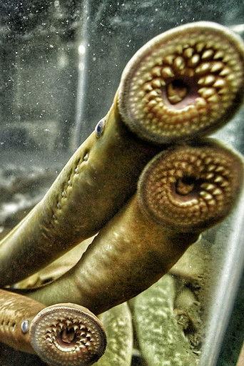 Making Waves film afişi