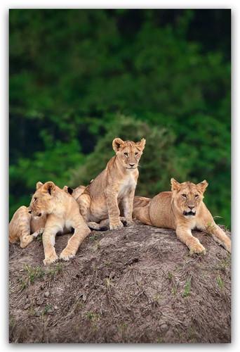 Little Big Cat dizi afişi