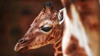 Make Way for Baby Giraffe