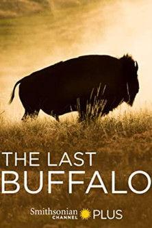 The Last Buffalo film afişi