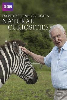 David Attenborough's Natural Curiosities dizi afişi