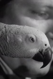 A Journal of the Outdoors No. 11 film afişi