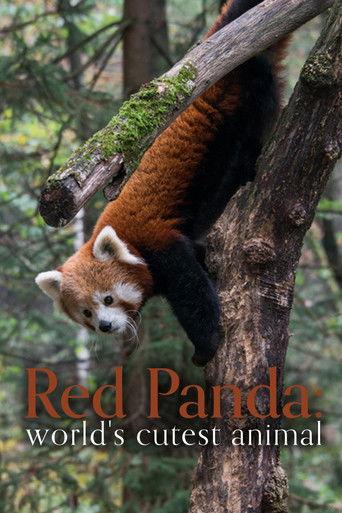 Red Panda: World's Cutest Animal film afişi