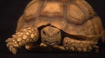 Under The Shell: The Mr. Turtle Commentary