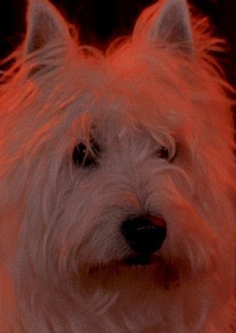 Two Dragons film afişi