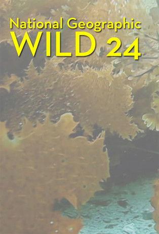 Wild 24 dizi afişi