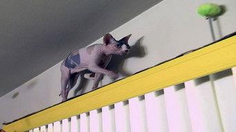 Fifi's Ruining My Love Life