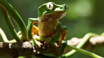 The Forgotten Forest