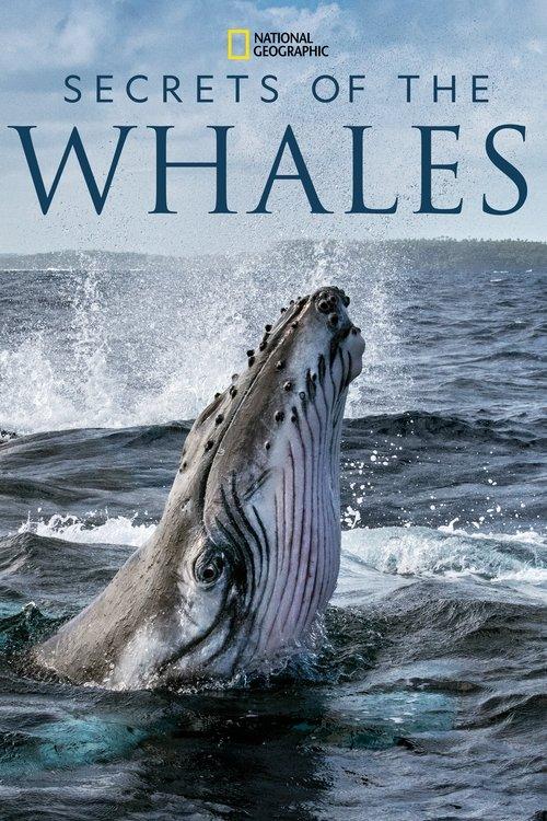 Secrets of the Whales dizi afişi