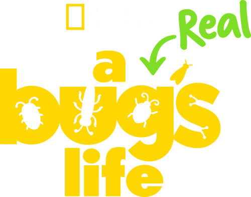 A Real Bug's Life logo