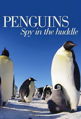 Penguins: Spy in the Huddle Sezon 1