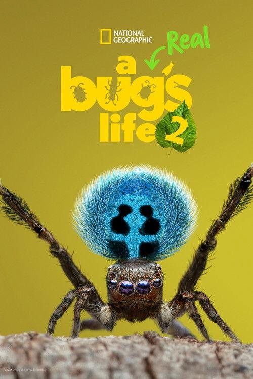 A Real Bug's Life Sezon 2