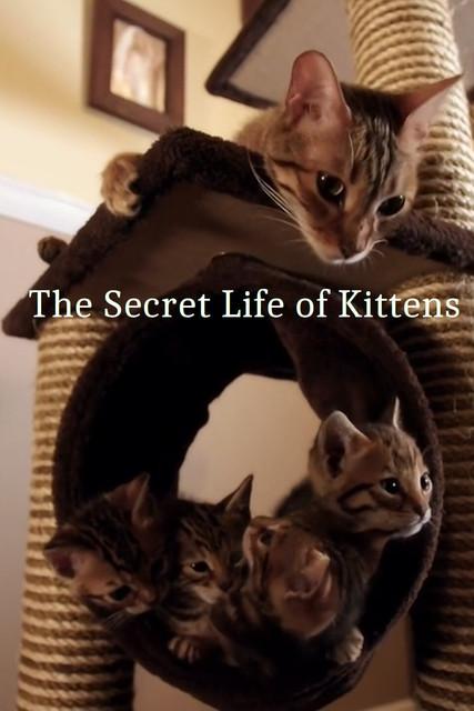 The Secret Life of Kittens dizi afişi