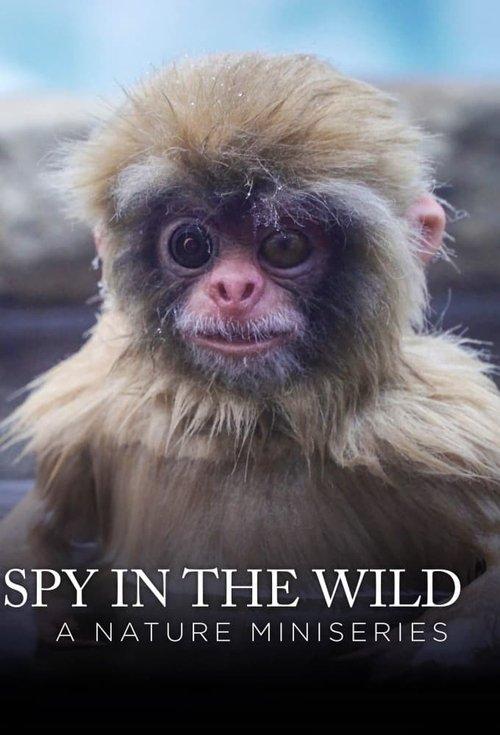 Spy in the Wild dizi afişi
