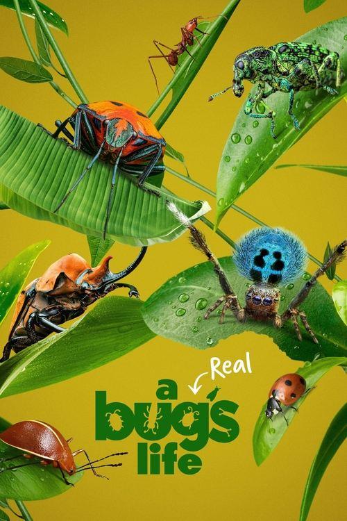 A Real Bug's Life dizi afişi