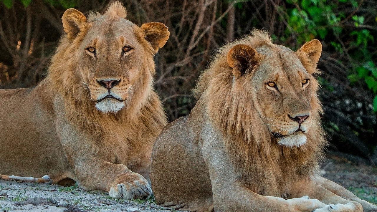 Pride Rules backdrop