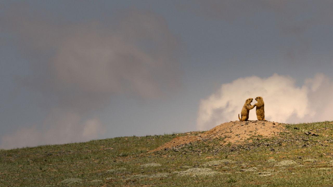 China's Wild Empire backdrop