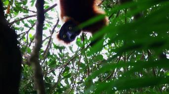 The Madagascar Giant