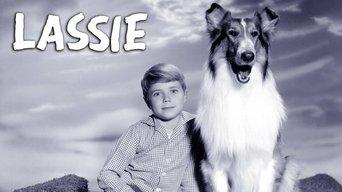Lassie at the Grand Canyon
