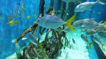 Dining with the Fishes