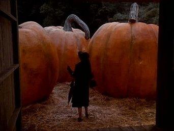 The Pumpkin Competition