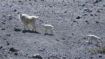 Mountain Goat Survey, Blue Mountain Wildlife and Vaux's Swift Chimneys